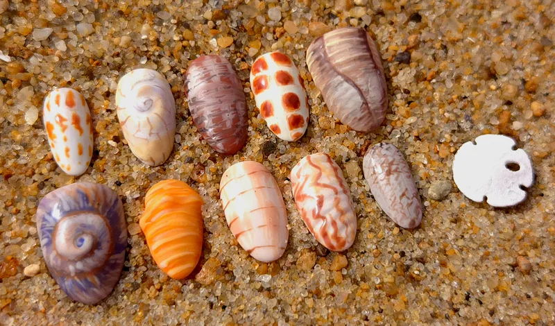 Realistic Sea Shell Nails
